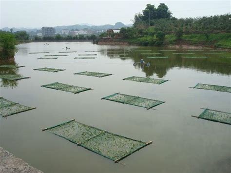 池塘養魚